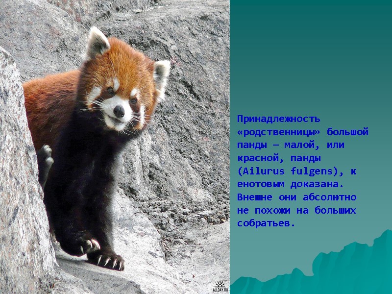 Принадлежность «родственницы» большой панды — малой, или красной, панды (Ailurus fulgens), к енотовым доказана.